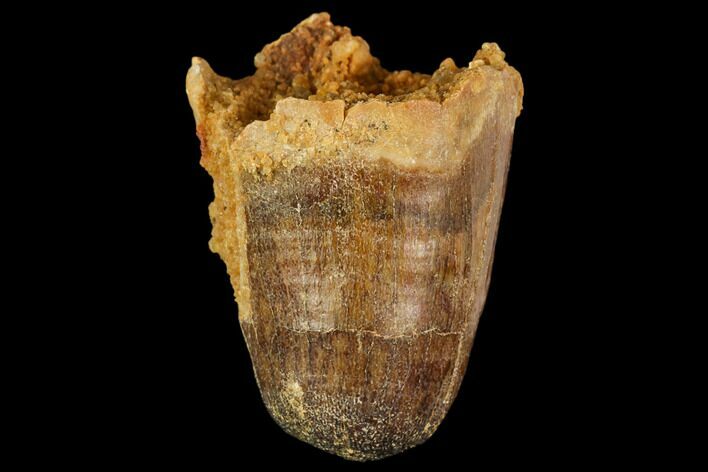 Fossil Crocodile (Elosuchus) Tooth - Morocco #109928
